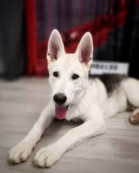 Black And White Shepherd Husky Mix German Shepherd Husky Mix A K A Gerberian Shepsky Husky Shepherd German Shepherd Husky German Shepherd Husky Mix Husky Mix