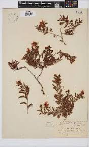 Image result for Chamaecrista fenarolii