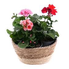 Image result for foto muškáty