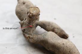 Caring for dahlias dahlia bishop of llandaff dahlia flower information growing dahlias growing dahlias from bulbs growing dahlias from tubers how to grow dahlias how to plant dahlias. Cold Climate Tips For Getting Your Dahlia Tubers Ready For Planting Womanswork Com
