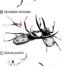 They have two horns, one on the top of the head and the other projecting forward from the middle of the thorax. Annual Life Cycle Of The Asian Rhinoceros Beetle Trypoxylus Dichotomus Download Scientific Diagram