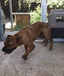 Maybe you would like to learn more about one of these? Royal City Knl Lee Http Www Apbt Online Pedigrees Com Facebook