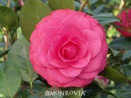 Mathotiana Supreme Camellia Camellia Plant Plant Catalogs Plants