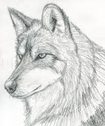 How To Draw A Wolf Head Mexican Wolf Step By Step Drawing Guide By Finalprodigy Dragoart Com Our team has studied the internet and discovered a lot of popular drawing and art sites like dragoart. how to draw a wolf head mexican wolf