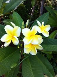 Frangipani Bowen Yellow Flores Cactus