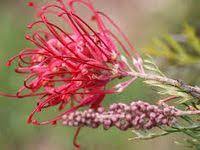 Australian Flowers Google Search In 2020 Australian Native Flowers Australian Native Plants Plants
