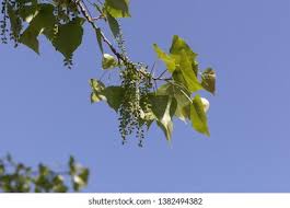 It is not a true poplar tree but instead is a member of the magnolia tree family. Leaves Fruits Canadian Poplar Tree Populus Stock Photo Edit Now 1382494382