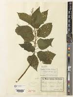 Image result for Laportea alatipes