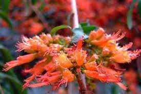 Image result for Woodfordia