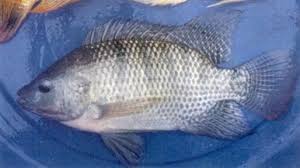 Hambatan komunikasi adalah segala bentuk gangguan yang terjadi di dalam proses … Morfologi Dan Klasifikasi Ikan Nila Oreochromis Niloticus Melek Perikanan