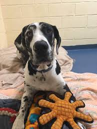 Do great danes get along with other dogs? Great Danes For Adoption Arf Arf Bark Bark Rescue Foundation