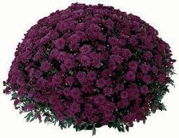 Maybe you would like to learn more about one of these? Dark Purple Mums Chrysanthemum Flower Seeds How To Care For Mums Fall Mums