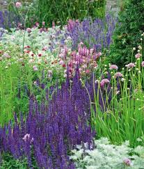 Dahlias and chrysanthemums will benefit from lifting out of the ground and stored in a cool dry place protected from the frosts and wet. Image Result For Salvia Nemorosa Caradonna Nz Summer Flowers To Plant Plant Combinations Plants