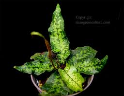 Image result for Tectaria