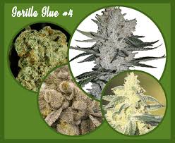 But, have you wondered where it originated from? Gorilla Glue Weed 4 Strain Marijuana Strain Full Review Info