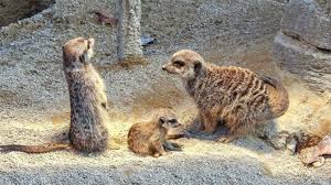 Auch wenn es ein unglaubliches gefühl ist, erdmännchen im eigenen heim zu halten, ist die erdmännchen haltung mit sehr vielen problemen. Wilhelma Stuttgart Der Erdmannchen Nachwuchs Ist Flugge Stuttgart Stuttgarter Nachrichten