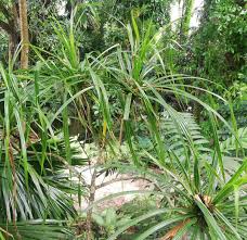 Image result for Pandanus