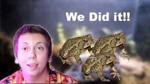 Toads are Finally Home!! || How to || DIY 10 Gallon Bioactive Fowlers Toad  Vivarium