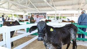 Prefeitura de C&aacute;ceres acompanha programa de melhoramento gen&eacute;tico na 56&ordf; ExpoC&aacute;ceres - Prefeitura Municipal de C&aacute;ceres