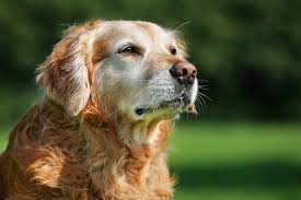 The way you cope with the loss of your dog will look different from the next person's reaction. Do Dogs Know When They Are Dying Daily Paws