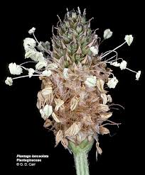 Image result for Plantaginaceae
