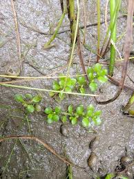 Image result for Elatinaceae