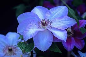 We did not find results for: The 27 Best Cold Hardy Clematis Varieties Gardener S Path