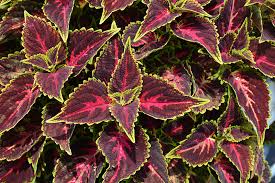 Image result for Coleus tetragonus