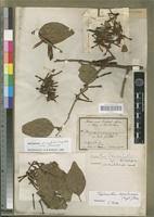 Image result for Agelanthus tanganyikae