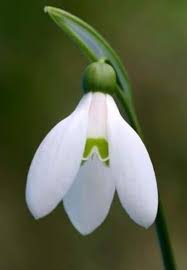 Pin By My Anh On T Lyly Rare Flowers Types Of White Flowers Amazing Flowers