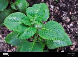 Image result for Coleus barbatus