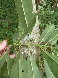 Image result for Craterispermum