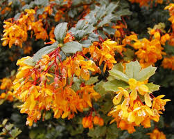 Image result for Berberis darwinii