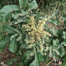 Image result for Deinbollia kilimandscharica