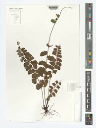 Image result for Adiantum soboliferum