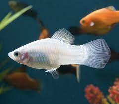 Freshwater fish disease and fish health: Pure White Platy Platy Fish Tropical Fish Fish