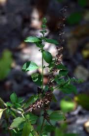 Image result for Ocimum americanum