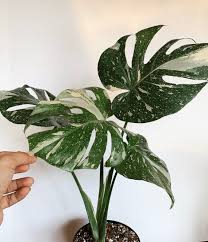 Pin By Svenja Dannat On Plants Monstera Deliciosa Monstera Plants