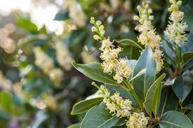 Image result for bay leaf bush foto