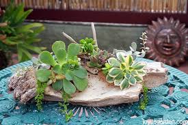 Sep 01, 2020 · gather them up in a bunch and wrap the bunch with twine or wire to make it easier to handle. 3 Ways To Attach Succulents To Driftwood To Get Them To Grow