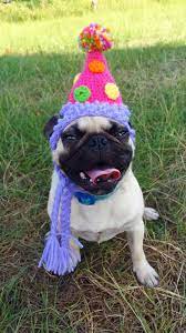 Birthday Party Dog Hat Costume Cats And Small Dogs The Party Dog 39 S Birthday Hat Dog Birthday Hat Dog Birthday Happy Birthday Dog