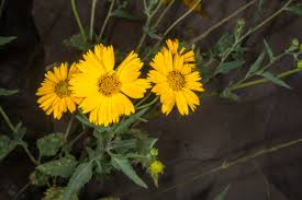 Image result for Verbesina encelioides