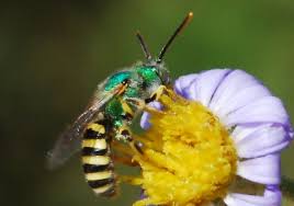 Image result for Empogona sp. A