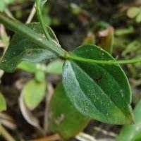 Image result for Canscora alata