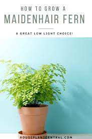 Caring For Maidenhair Fern Tips Info Houseplant Central Maidenhair Fern Plants House Plants