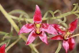 Image result for Polysphaeria lanceolata