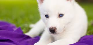 Check spelling or type a new query. Husky Pup Wallpapers Hd Amazon De Apps Spiele