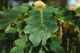 Image result for Albizia lebbeck