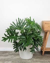 Image result for Philodendron