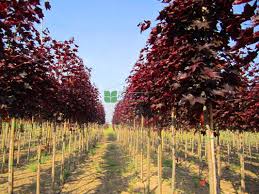 Kabuk yeşilimsi boz veya açık kahverengi ve pürüzsüzdür. Kirmizi Cinar Yaprakli Akcaagac Acer Platanoides Crimson King Aceracea Sms Marmara Group